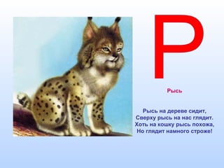 Рысь
Рысь на дереве сидит,
Сверху рысь на нас глядит.
Хоть на кошку рысь похожа,
Но глядит намного строже!
 