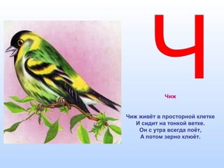 Чиж
Чиж живёт в просторной клетке
И сидит на тонкой ветке.
Он с утра всегда поёт,
А потом зерно клюёт.
 