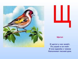 Щегол
И щегол у нас живёт,
По утрам и он поёт.
И они вдвоём с чижом
Наполняют песней дом.
 