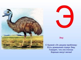 Эму
С буквой «Э» решим проблему:
Есть домашний страус Эму.
Говорят, что эти птички
Хорошо несут яички!
 