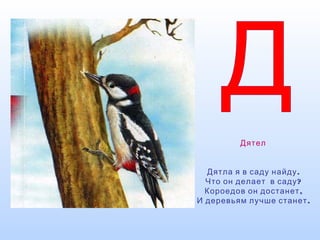 Дятел
.Дятла я в саду найду
?Что он делает в саду
,Короедов он достанет
.И деревьям лучше станет
 