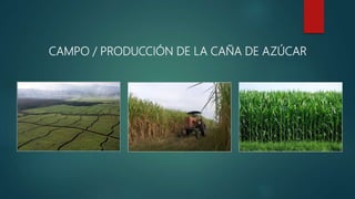 CAMPO / PRODUCCIÓN DE LA CAÑA DE AZÚCAR
 