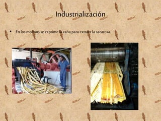 Industrialización
• En los molinos se exprime la caña para extraer la sacarosa.