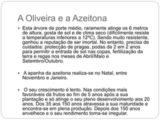 A Oliveira e a Azeitona
 Esta árvore de porte médio, raramente atinge os 6 metros
de altura, gosta de sol e de clima seco (dificilmente resiste
a temperaturas inferiores a 12ºC). Sendo muito resistente,
ganhou a reputação de ser imortal. No entanto, precisa de
cuidados: protecção de pragas, podas de 2 em 2 anos
para permitir a entrada de sol nas copas, fertilização da
terra e regas nos meses de Abril/Maio e
Setembro/Outubro.
 A apanha da azeitona realiza-se no Natal, entre
Novembro e Janeiro.
 O seu crescimento é lento. Nas condições mais
favoráveis dá frutos ao fim de 5 anos após a sua
plantação e só atinge o seu pleno desenvolvimento aos 20
anos. Dos 35 aos 150 anos atravessa a sua maturidade e
encontra-se em plena produção. Depois dos 150 anos
envelhece e o seu rendimento torna-se irregular.
 