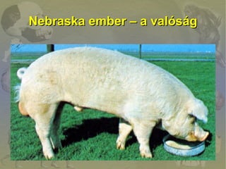 Nebraska ember – a valóság
 