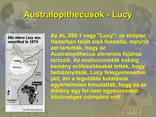 Australopithecusok - Lucy

      Az AL 288-1 vagy "Lucy": az etiópiai
      Hadarban talált első fosszília, melyről
      ...