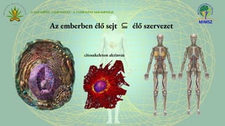 Az emberben élő sejt ⊆ élő szervezet
citoszkeleton aktinváz
 
