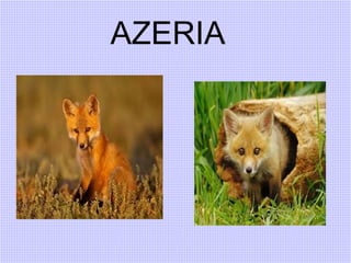 AZERIA
 