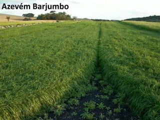 Qualidade das SementesSementes fiscalizadas e com identidade comercialEvita replantios e retrabalhoGerminação uniformeFacilidade de regulagem de equipamentoDesenvolvimento uniforme da pastagemSemente Barjumbo4,1 Gramas / 1000 sem