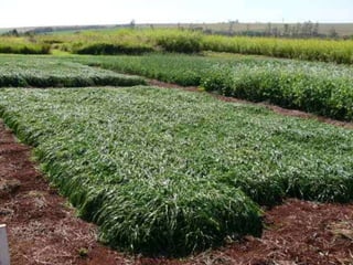 Vantagens Técnicas	Variedade mais tardia do mercadoForragem de qualidade por mais tempo -   	   240 diasMaior produção de massa verde /há -     20 tonMaior tempo de pastoreio -    4 mesesMaior lotação de animais / há -  9 u.aMaior numero de cortes  -    7 cortes   