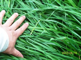 Qualidade de plantaFolhas mais largasMaior perfilhamentoRebrote mais rápidoMaior tolerância ao calor (resistente a floração)Maior durabilidade de planta como forragemMaior tolerância a ferrugem