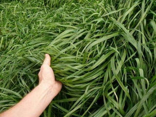 Recomendações de plantioPlantio em linha 15 Kg/há