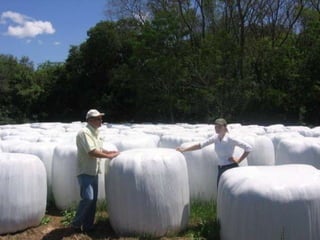 Plantio a Lanço 20 Kg/há