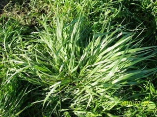 Profundidade de plantio de 2 a 3 cm 