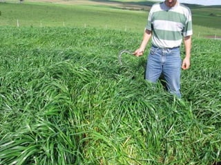 Instalação da cultura de abril a junho