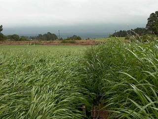 Espaçamento 17 cm entre linhasAdubação	250 a 300 Kg / há  = formula 05-20-20 / 08-20-2050 Kg / há em cobertura ou Aplicação de Esterco Liquido.