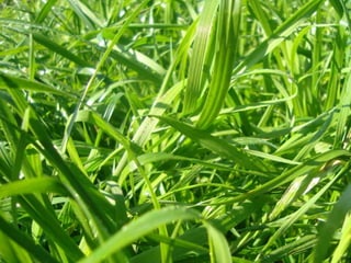 Manejo da CulturaColocação dos animais após 60 D.A.EAprox. com 25 cm de altura Realizar piquetes e pastoreio rotacionadoRetirar animais quando a cultura estiver com 8 cmPastoreio rotativo retorno em 30 dias Lotação 9,7 cab/ha