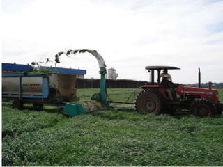 Qualidade NutricionalMaior teor de proteína que azevéns comuns.	         (média de 5%).Maior quantidade de Nutrientes Digestiveís Totais (média de 5%).Maior palatabilidade e digestibilidade de forragemMaior consumo é igual a maior quantidade de leite diária ( 17% maior com barjumbo)Forragem é a proteína mais barata que temos !!