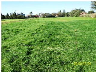 Fonte: Kliewer, I. 2008 (Atlântica Sementes)