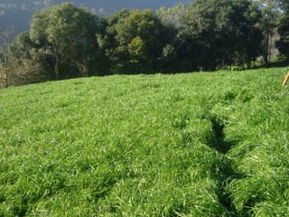 Comparativo EconômicoEconomia para 100 vacas durante 120 diasAzevém Comum100 vacas x 2,0 Kg/dia (Far. soja) x 120 dias = 24.000 kg 24.000 kg x R$ 0,72 = R$ 17.280,00 / 4 meses = R$ 6.000,00AzevémBarjumbo100 vacas x 1,1 kg/dia (Far. Soja) x 120 dias = 13.200 kg13.200 kg x R$ 0,72 = R$ 9.504,00 / 4 meses = R$ 2.376,00Economia de 10.000 lts de leite em 120 dias ou 2.500 lts / mês