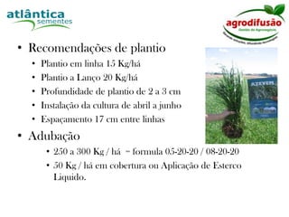  ATL 400Azevéns BarJumbo FABC1Girassóis Aguará 3 Aguará 4