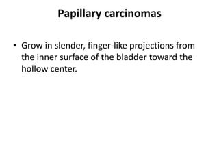 Papillary carcinomas
• Grow in slender, finger-like projections from
the inner surface of the bladder toward the
hollow center.

 