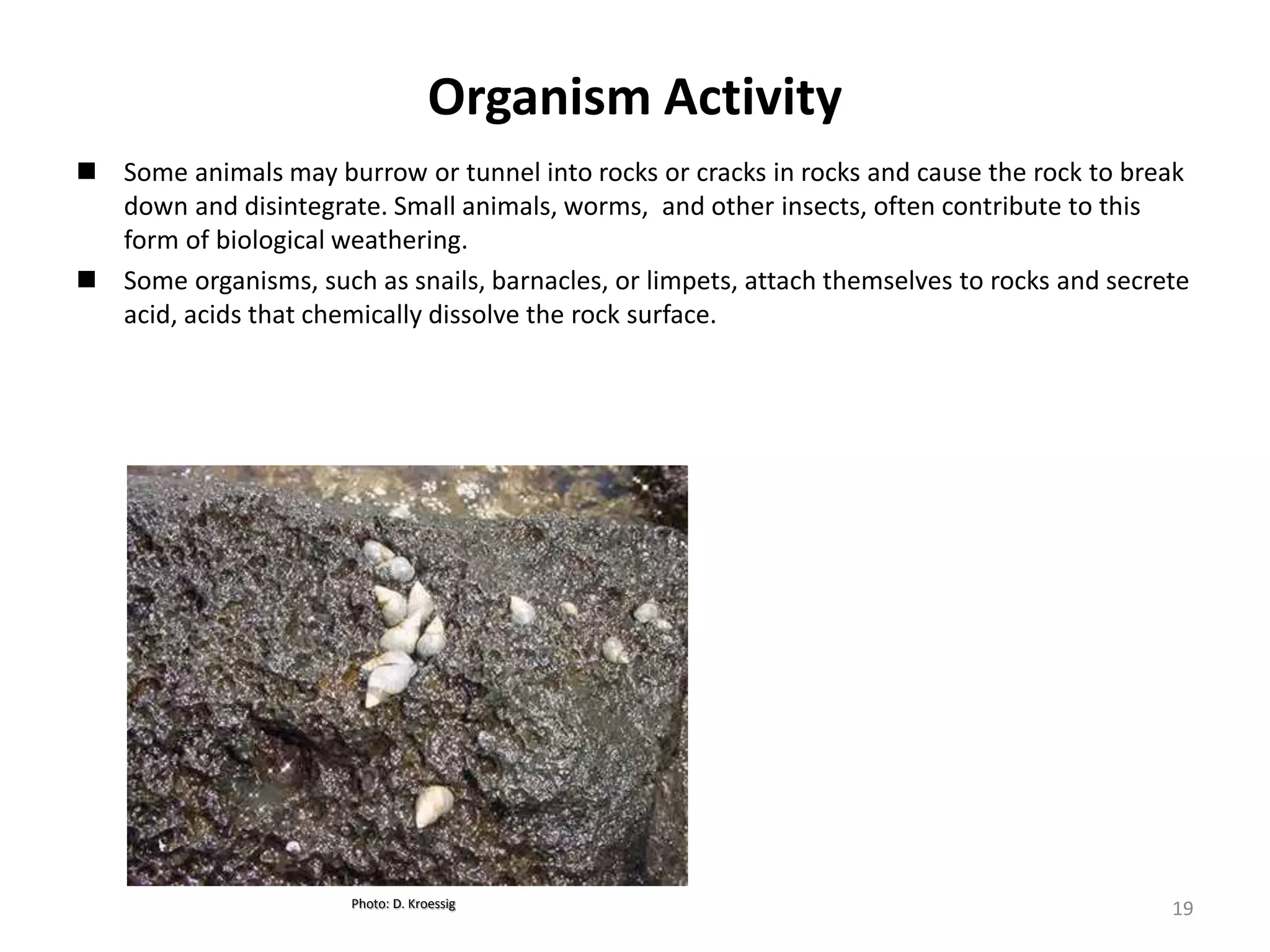 Organism Activity
 Some animals may burrow or tunnel into rocks or cracks in rocks and cause the rock to break
down and disintegrate. Small animals, worms, and other insects, often contribute to this
form of biological weathering.
 Some organisms, such as snails, barnacles, or limpets, attach themselves to rocks and secrete
acid, acids that chemically dissolve the rock surface.
Photo: D. Kroessig 19
 