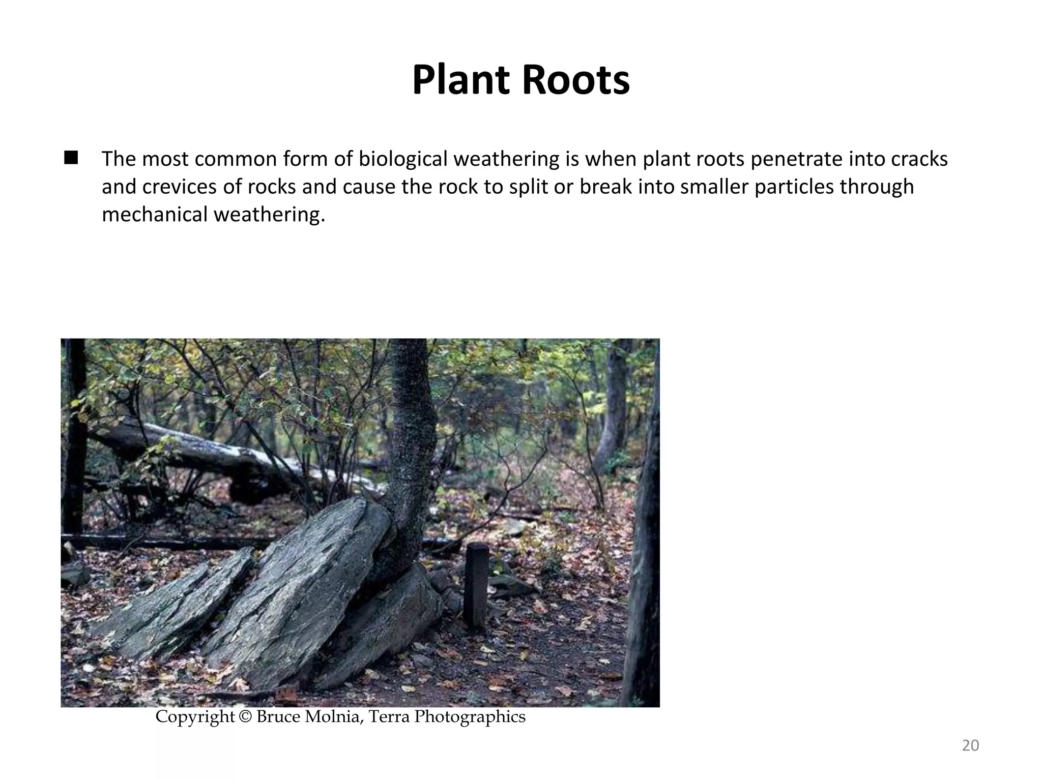 Plant Roots
 The most common form of biological weathering is when plant roots penetrate into cracks
and crevices of rocks and cause the rock to split or break into smaller particles through
mechanical weathering.
Copyright © Bruce Molnia, Terra Photographics
20
 