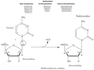 Nukleosidoak
Base nitrogenatua Erribonukleosidoa Desoxirribonukleosidoa
Adenina (A)
Guanina (G)
Zitosina (C)
Uraziloa (U)
Timina (T)
Adenosina
Guanosina
Zitidina
Uridina
Desoxiadenosina
Desoxiguanosina
Desoxizitidina
Desoxitimidina
 
