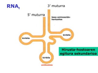 RNAt
3’ muturra
5’ muturra
kiribila
beso aminoazido-
hartzailea
antikodoia
Hirusta-hostoaren
egitura sekundarioa
kiribila
kiribila
 