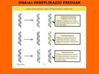 DNAren ERREPLIKAZIO EREDUAK
 