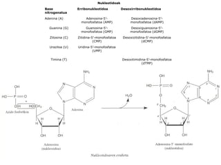Nukleotidoak
Base
nitrogenatua
Erribonukleotidoa Desoxirribonukleotidoa
Adenina (A) Adenosina-5’-
monofosfatoa (AMP)
Desoxiadenosina-5’-
monofosfatoa (dAMP)
Guanina (G) Guanosina-5’-
monofosfatoa (GMP)
Desoxiguanosina-5’-
monofosfatoa (dGMP)
Zitosina (C) Zitidina-5’-monofosfatoa
(CMP)
Desoxizitidina-5’-monofosfatoa
(dCMP)
Uraziloa (U) Uridina-5’-monofosfatoa
(UMP)
Timina (T) Desoxitimidina-5’-monofosfatoa
(dTMP)
 