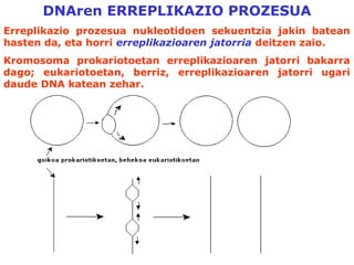 DNAren ERREPLIKAZIO PROZESUA
Erreplikazio prozesua nukleotidoen sekuentzia jakin batean
hasten da, eta horri erreplikazioaren jatorria deitzen zaio.
Kromosoma prokariotoetan erreplikazioaren jatorri bakarra
dago; eukariotoetan, berriz, erreplikazioaren jatorri ugari
daude DNA katean zehar.
fffff
 