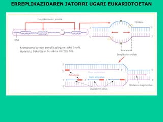 ERREPLIKAZIOAREN JATORRI UGARI EUKARIOTOETAN
 