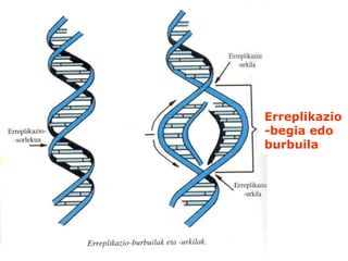 Erreplikazio
-begia edo
burbuila
 
