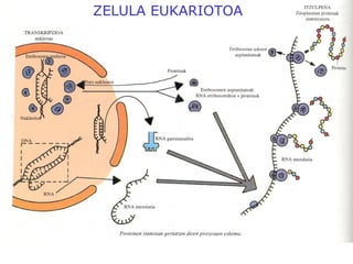 ZELULA EUKARIOTOA
 