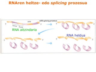 RNAren heltze- edo splicing prozesua
RNA aitzindaria
RNA heldua
 