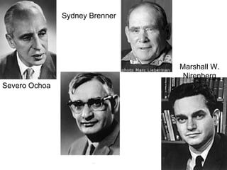 Severo Ochoa
H ar Gobind Khorana
Sydney Brenner
Marshall W.
Nirenberg
 