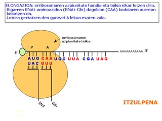 ITZULPENA
 