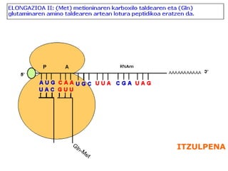 ITZULPENA
 
