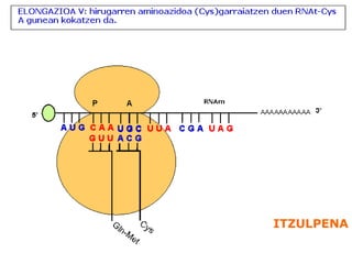 ITZULPENA
 