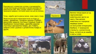 Разноврсност климатских услова и одговарајућих
типова вегетације условљава и веома разноврстан
животињски свет. Због утицаја човека и промена у
природној средини, опстанак неких од њих је угрожен.
Тигар, највећа врста дивље мачке, живи само у Азији.
Животињске врсте карактеристичне за Азију су:
ирвас, хермелин, поларна лисица (Сибир),
једногрбе камиле (пустиње Средње Азије и
Арабијског полуострва), двогрбе камиле
(пустиње Централне Азије), јак (Тибет),
азијски слон (Јужна и Југоисточна Азија) и
друге.
Велика панда једна је од
најугроженијих
животињских врста на
свету. Ова велика
животиња из породице
медведа храни
се искључиво младицама
бамбуса. У природном
станишту, у југоисточној
Кини, остало их је између
2.000 и 3.000.
Хермелин
 