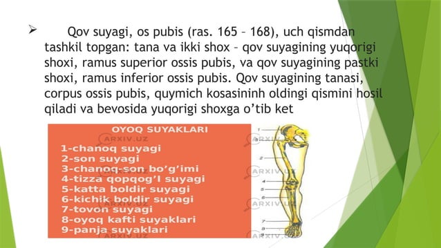 azimjon.pptx anatomoya anatomiya chanoq suyagi suyak | PPT