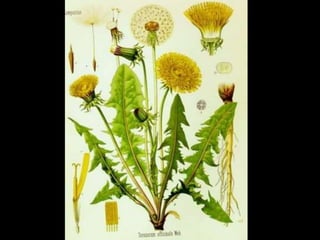 Azimut 2010 presentación