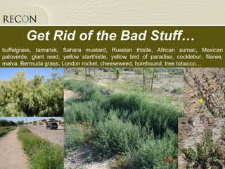 Get Rid of the Bad Stuff…  buffelgrass, tamarisk, Sahara mustard, Russian thistle, African sumac, Mexican paloverde, giant reed, yellow starthistle, yellow bird of paradise, cocklebur, filaree, malva, Bermuda grass, London rocket, cheeseweed, horehound, tree tobacco… 