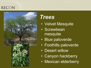 Trees Velvet Mesquite Screwbean mesquite Blue paloverde Foothills paloverde Desert willow Canyon hackberry Mexican elderberry 