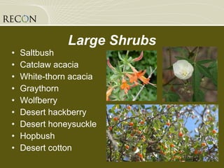 Large Shrubs Saltbush Catclaw acacia White-thorn acacia Graythorn Wolfberry Desert hackberry Desert honeysuckle Hopbush Desert cotton 