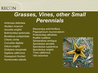 Grasses, Vines, other Small Perennials Ambrosia deltoidea Abutilon incanum Acourtia wrightii Bothriochloa barbinodis Bouteloua curtipendula Chloris crinita Curcubita digitata Datura wrightii Dicliptera resupinata Digitaria californica Gossypium thurberi Hymenoclea salsola Maurandya antirrhiniflora Pappophorum mucronulatum Proboscidea althefolia Ruellia nudiflora Sphaeralcea ambigua Sporobolus airoides Sporobolus cyptandrus Sporobolus wrightii  Trixis californica Vitis arizonica 