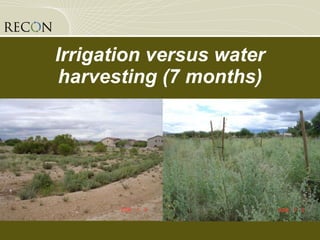 Irrigation versus water harvesting (7 months) 
