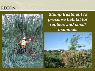 Stump treatment to preserve habitat for reptiles and small mammals 